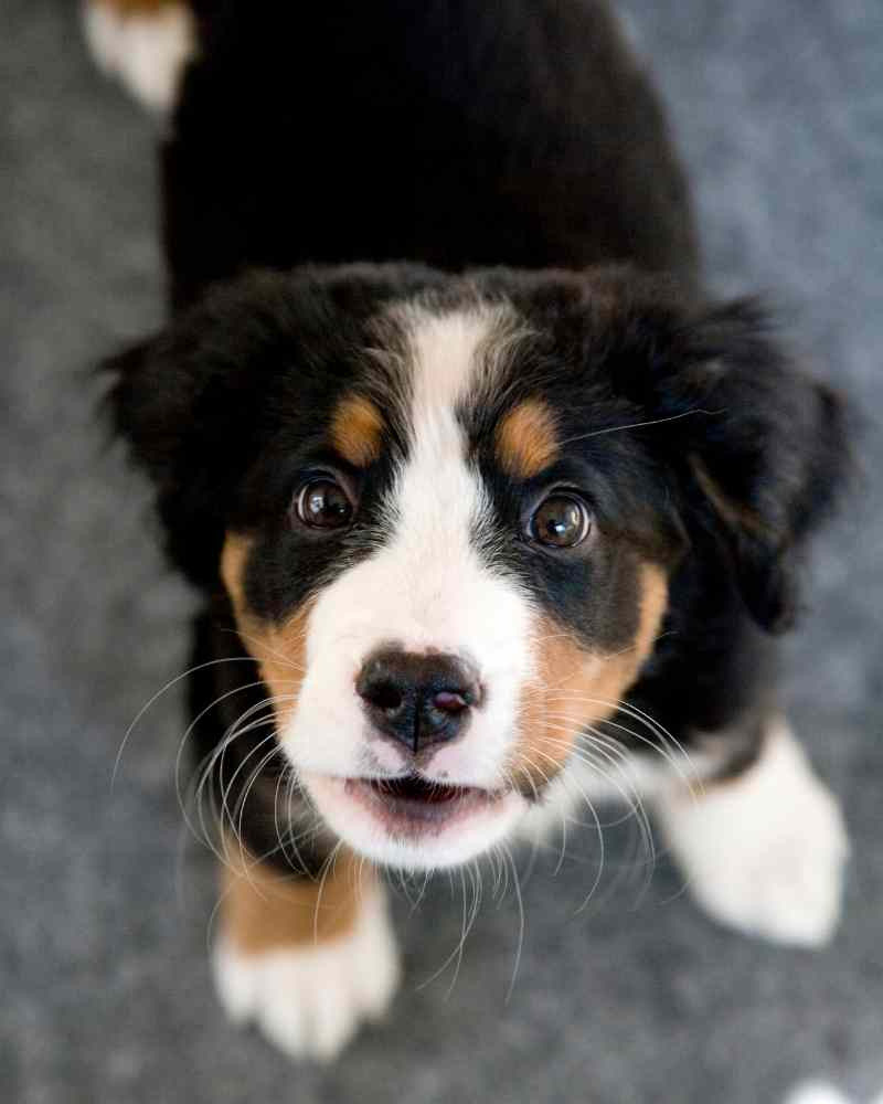 OneonOne Puppy Training Paws4Success Puppy Training Dunedin